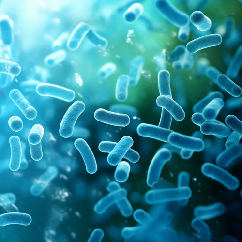 Lactobacillus casei (Probiotic)
