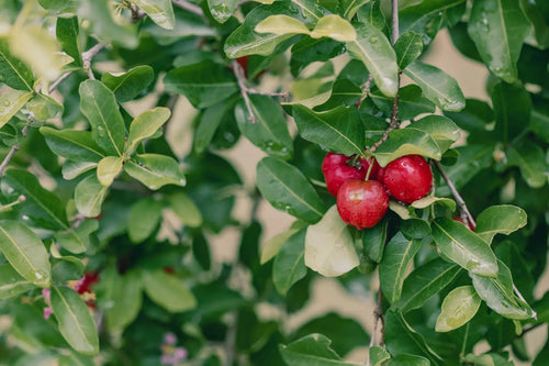 Acerola Cherry (Natural Vitamin C)