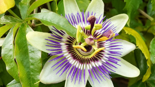 Passion Flower (100mg)